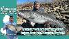 April 11th 2024 New Jersey Delaware Bay Fishing Report With Jim Hutchinson Jr