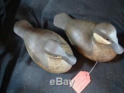 Barnegat Bay style Ruddy Duck pair of decoys Steve Morey Tuckerton New Jersey