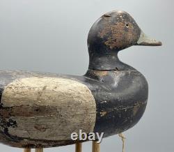 Ca 1890 Barnegat Bay, Nj Bluebill Drake Antique Duck Decoy Early Paint