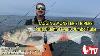 May 19 2022 New Jersey Delaware Bay Fishing Report With Jim Hutchinson Jr