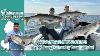 May 30th 2024 New Jersey Delaware Bay Fishing Report With Jim Hutchinson Jr