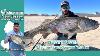 November 14 2024 New Jersey Delaware Bay Fishing Report With Jim Hutchinson Jr