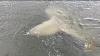 Ocean Sunfish Somehow Ends Up In Nj Bay