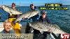 October 12th 2023 New Jersey Delaware Bay Fishing Report With Jim Hutchinson Jr
