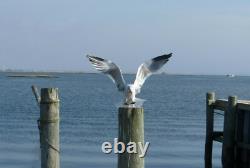Photograph Bird Landing on piling across the Bay from Long Beach Island NJ