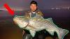 Striped Bass And Bluefish Run New Jersey Surf Raritan Bay Best Spot